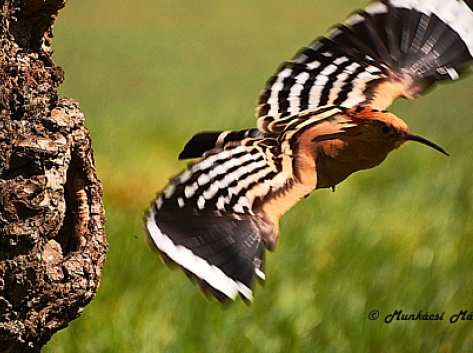 Madarak a természetfotós szemével
