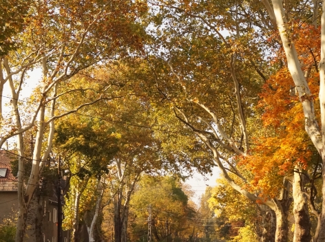 ERDŐ A VÁROSBAN – KÖRNYEZETVÉDELMI VETÉLKEDŐ