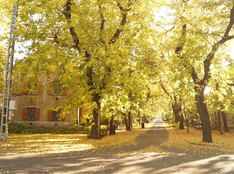 Zöldőrök flóráért, faunáért