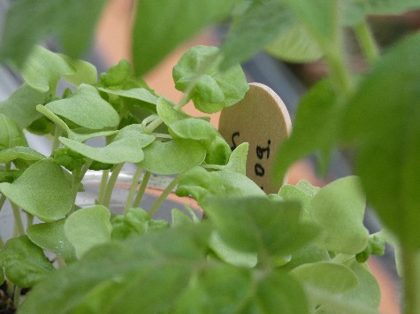 Wekertem fűszerbarátja