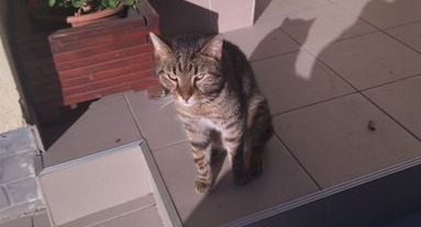 Hercsula a macska 2022.