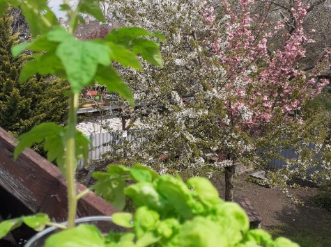 Wekertem nyalka legénye