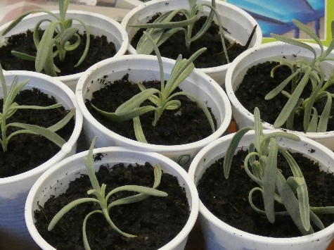 Wekertem, az első növendékek