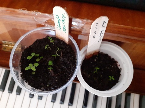 Wekertem mulatós lakói