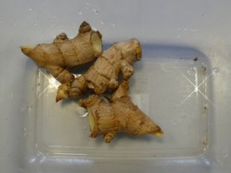 Wekertem második lakói