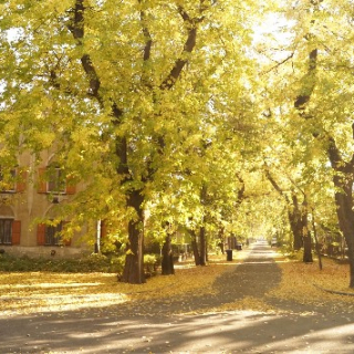 Zöldőrök flóráért, faunáért