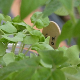 Wekertem fűszerbarátja