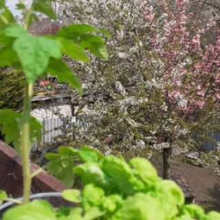 Wekertem nyalka legénye