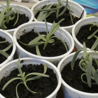 Wekertem, az első növendékek