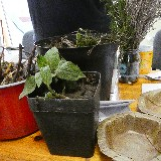 Magbörze 2019.03.09.