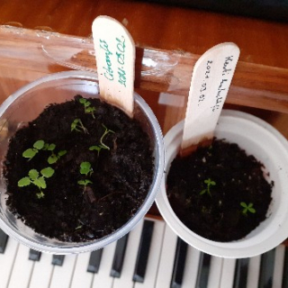 Wekertem mulatós lakói