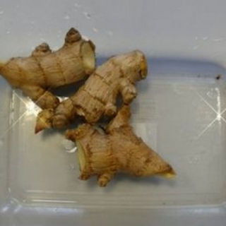 Wekertem második lakói